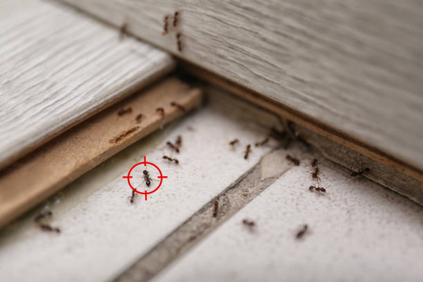 Best Ant Control Services  in Lewiston, CA