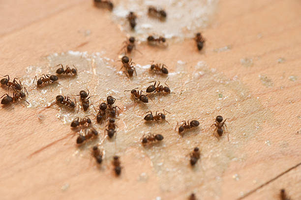 Wasp Removal Services in Lewiston, CA